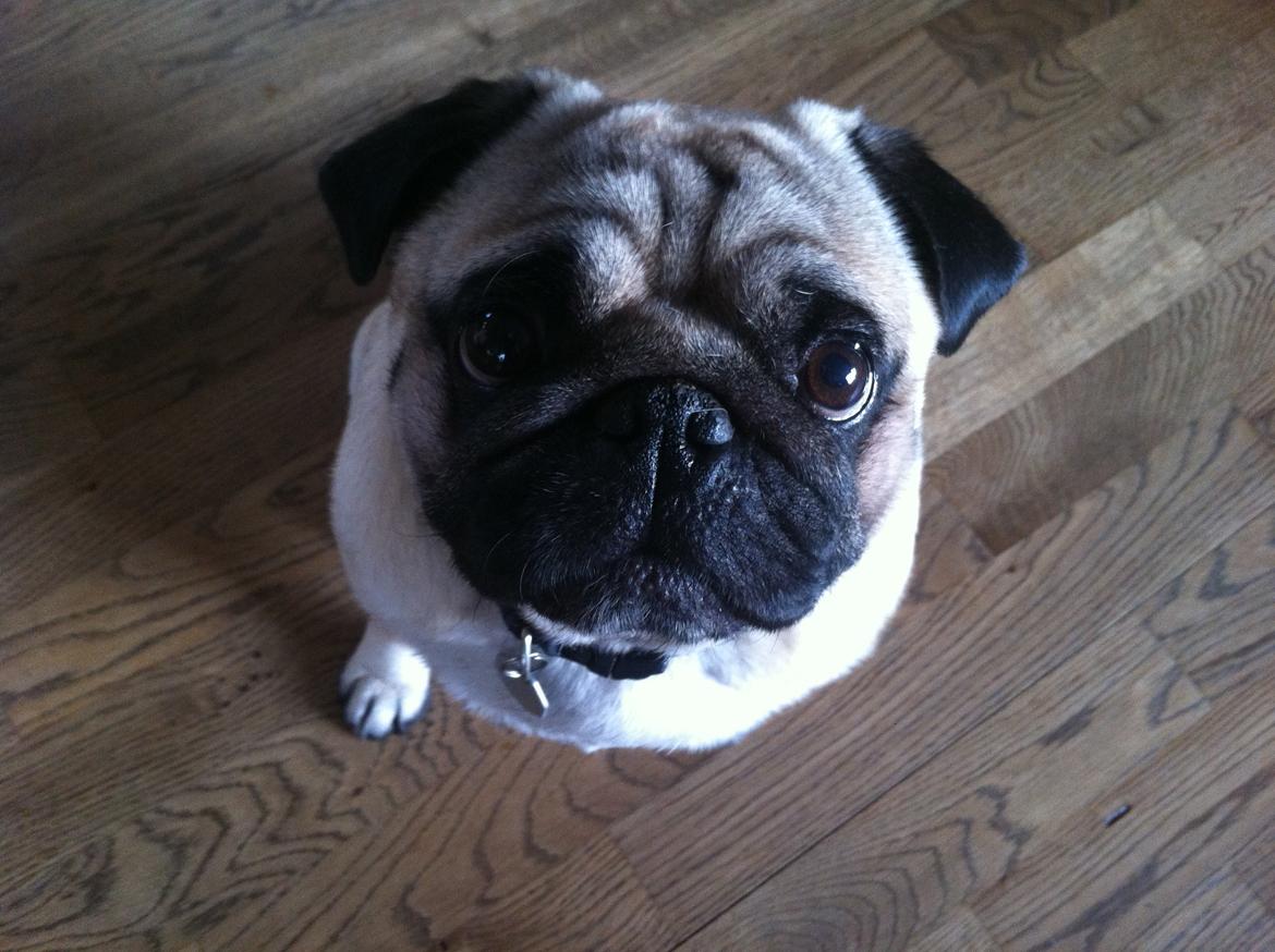 Mops Loui (Dreng) billede 2