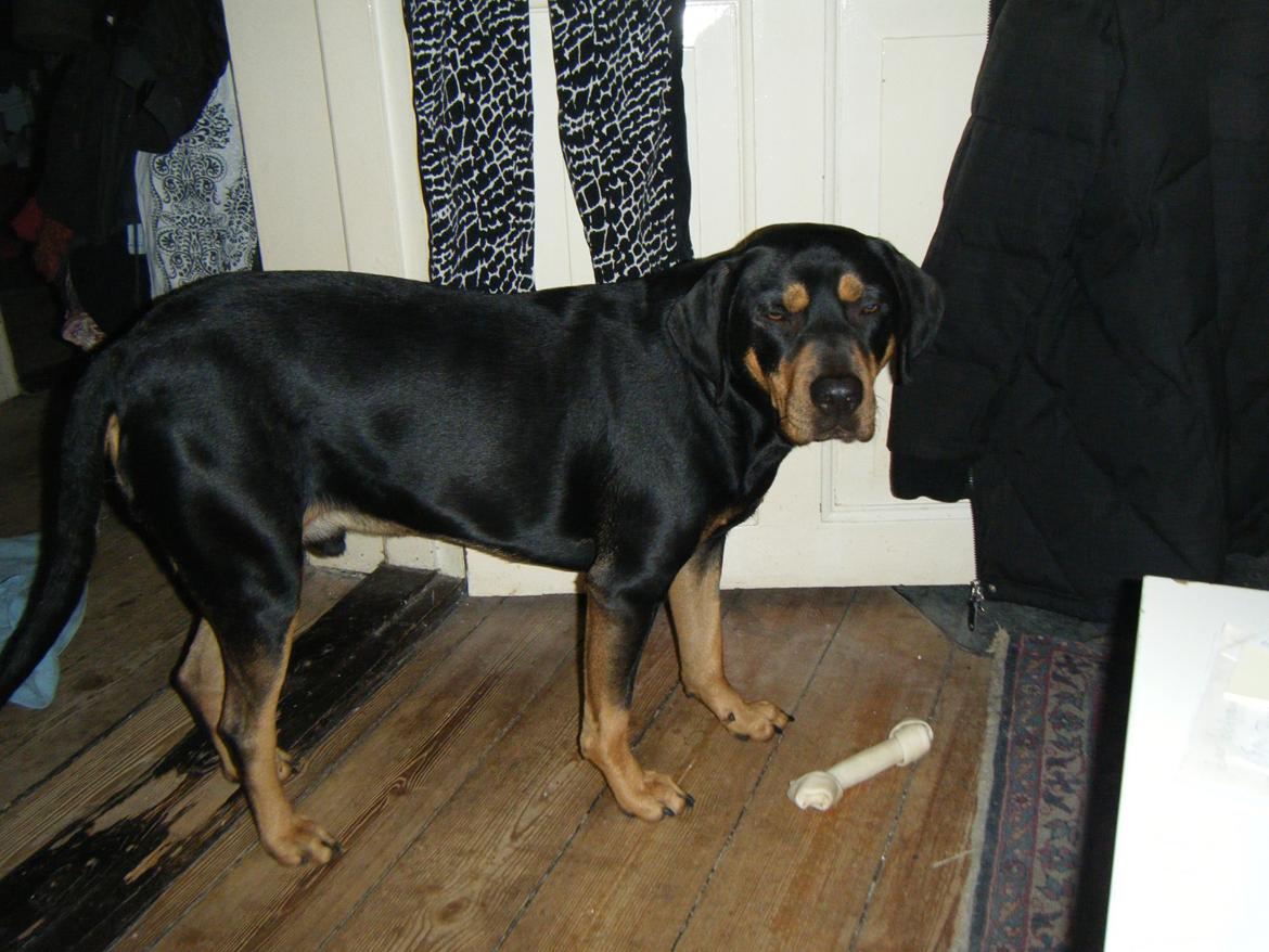 Blanding af racer Balder billede 10