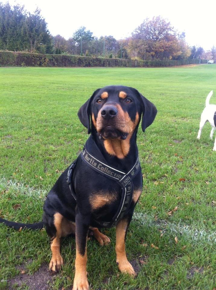 Blanding af racer Balder - Smukke Balder - 2 år 4 mdr. billede 11