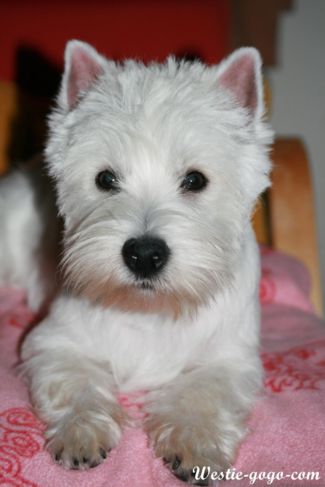 West highland white terrier Hailie billede 8