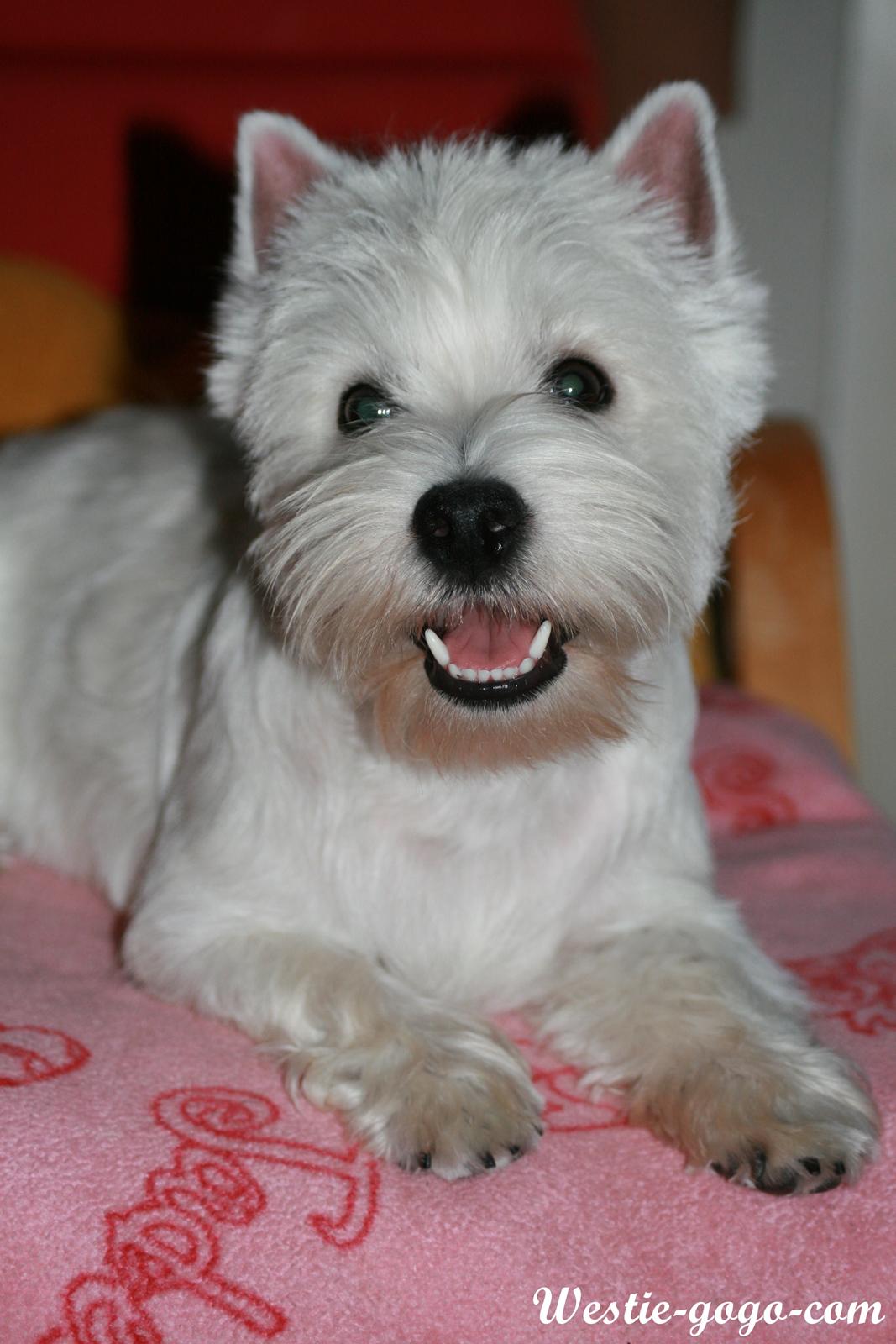 West highland white terrier Hailie billede 7