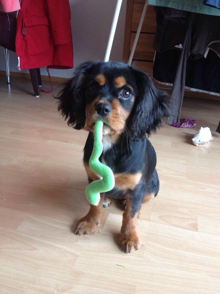 Cavalier king charles spaniel Siff billede 6