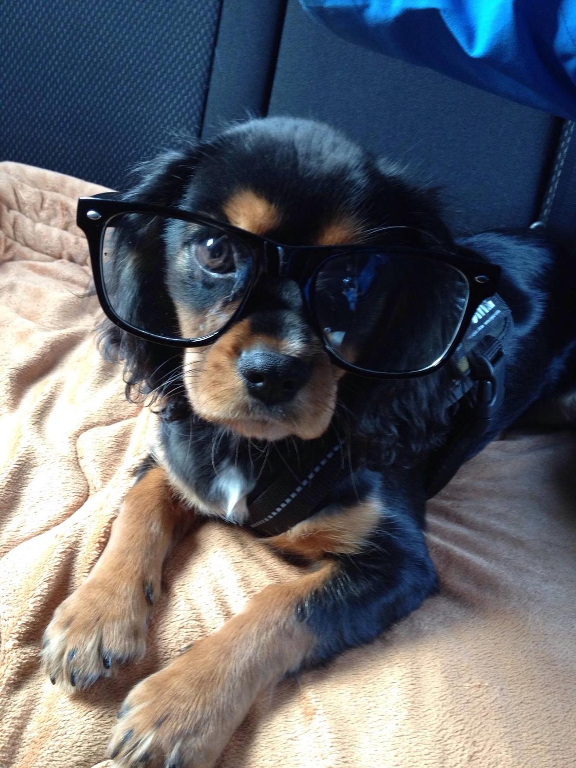 Cavalier king charles spaniel Siff billede 7