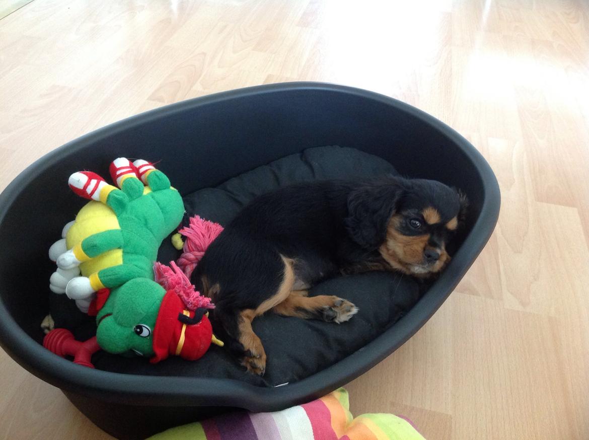 Cavalier king charles spaniel Siff billede 8