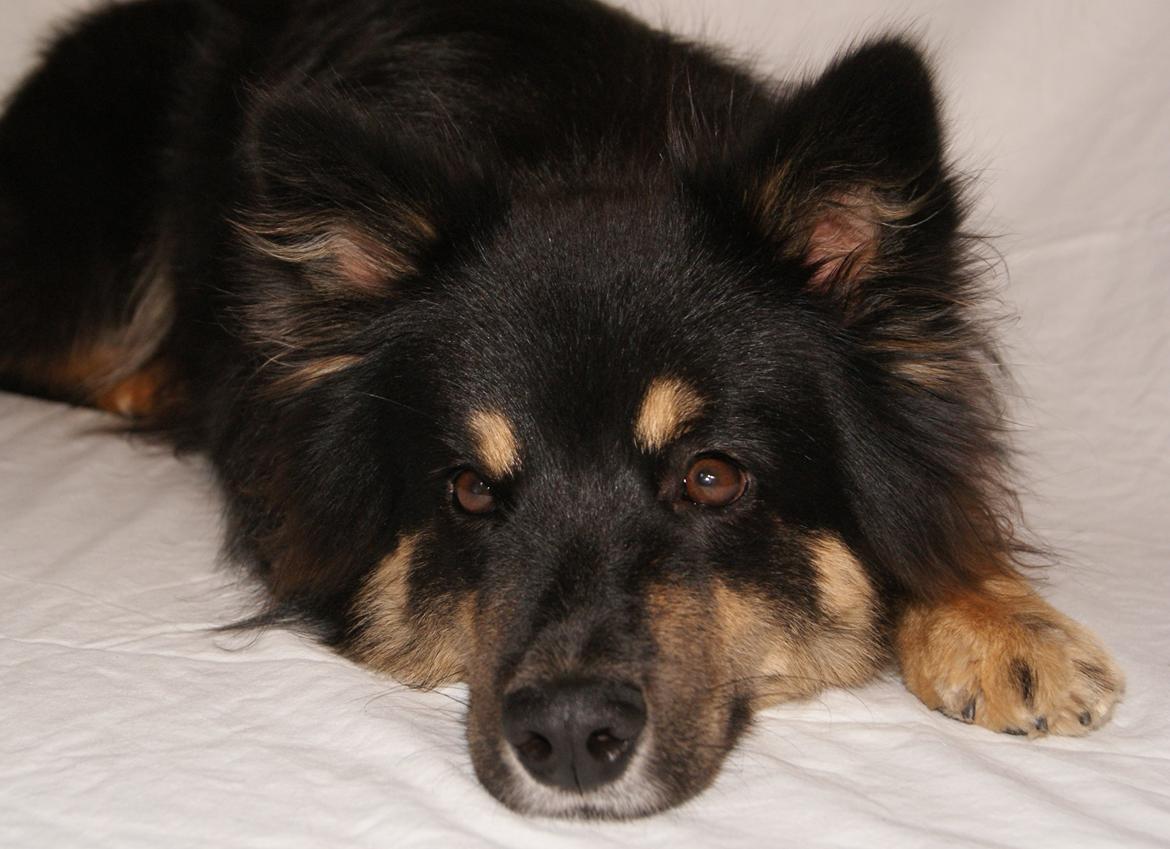 Finsk lapphund Kello Ayla - Store brune øjne! <3 billede 30