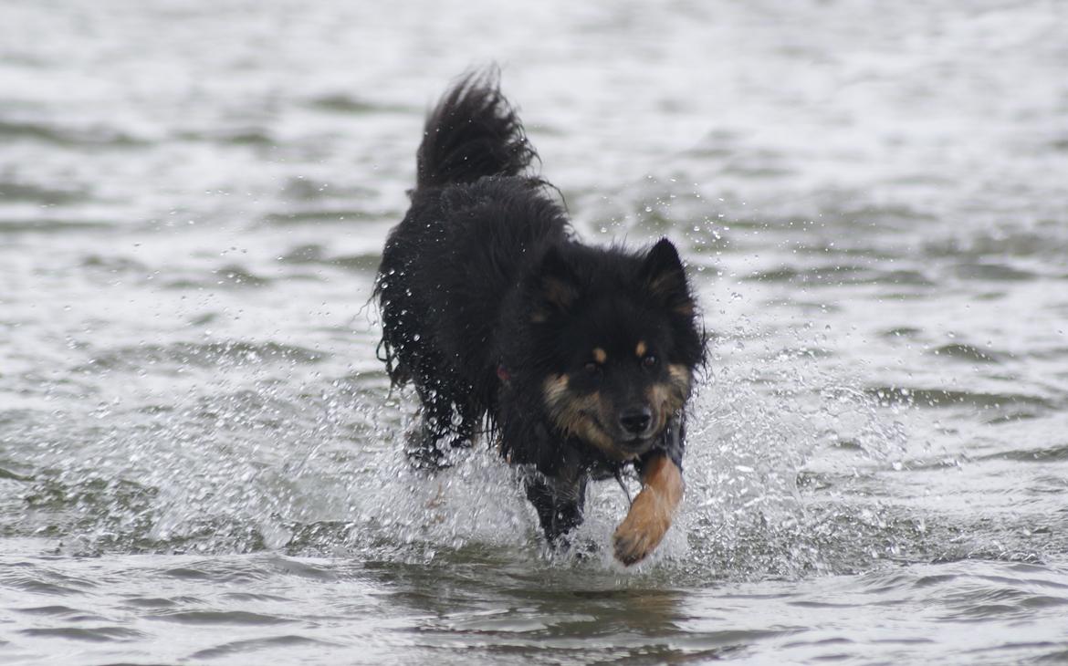 Finsk lapphund Kello Ayla billede 31