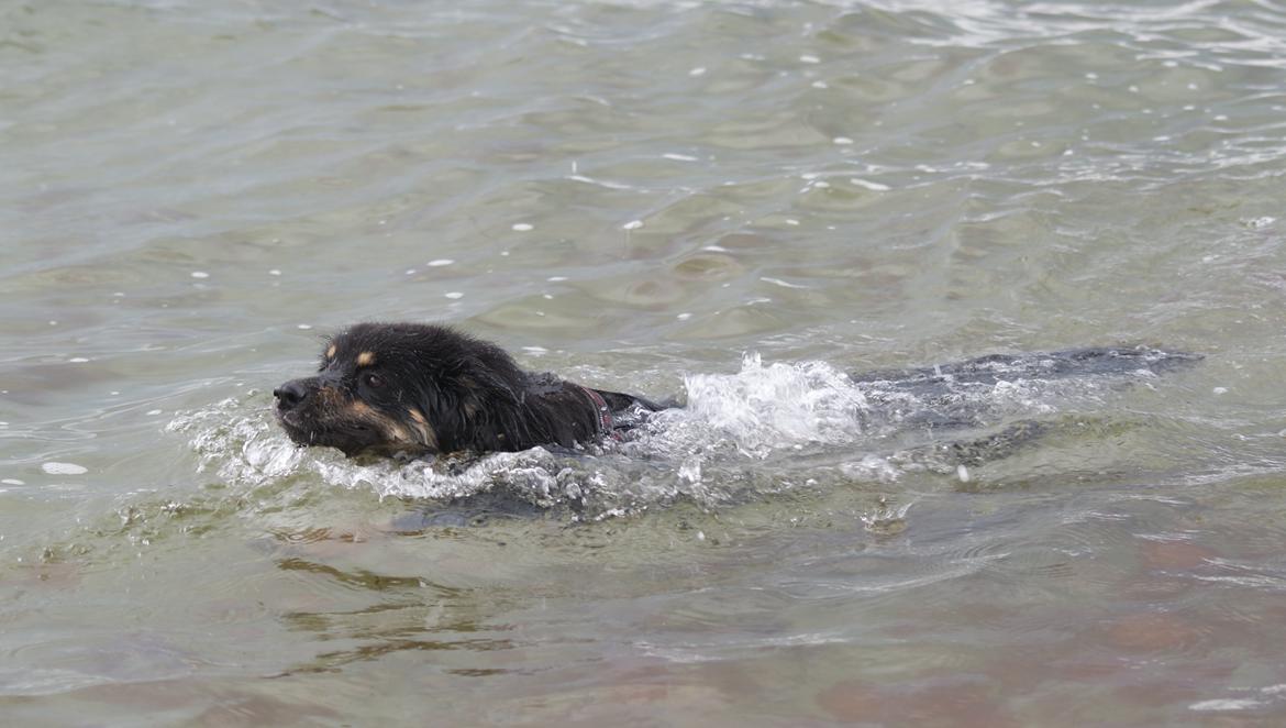 Finsk lapphund Kello Ayla - En svømmetur i sommeren 2013 <3 billede 32