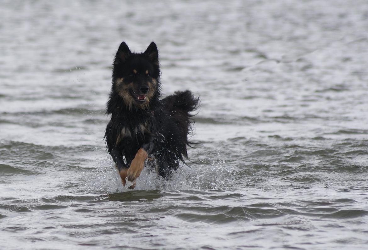 Finsk lapphund Kello Ayla - Raw, føler mig heldig! <3 billede 6