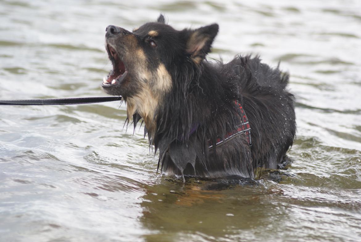 Finsk lapphund Kello Ayla - Kun en lapphund kan gø sådan :* billede 33