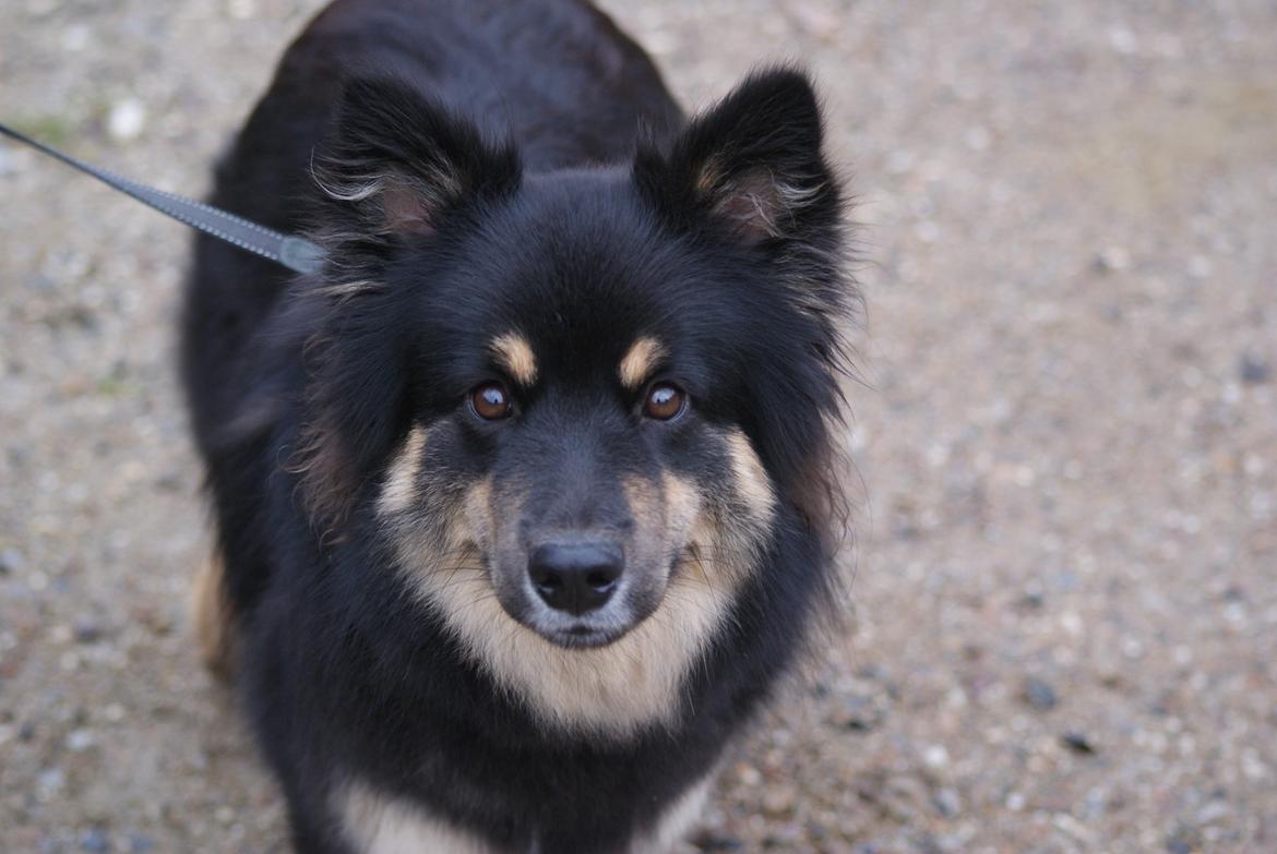 Finsk lapphund Kello Ayla - Kello Ayla <3  billede 4