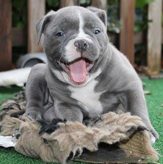 Olde english bulldogge GroovyBulls Marylin Monroe (Amiee) billede 3