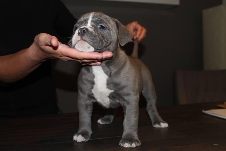 Olde english bulldogge GroovyBulls Marylin Monroe (Amiee) billede 4