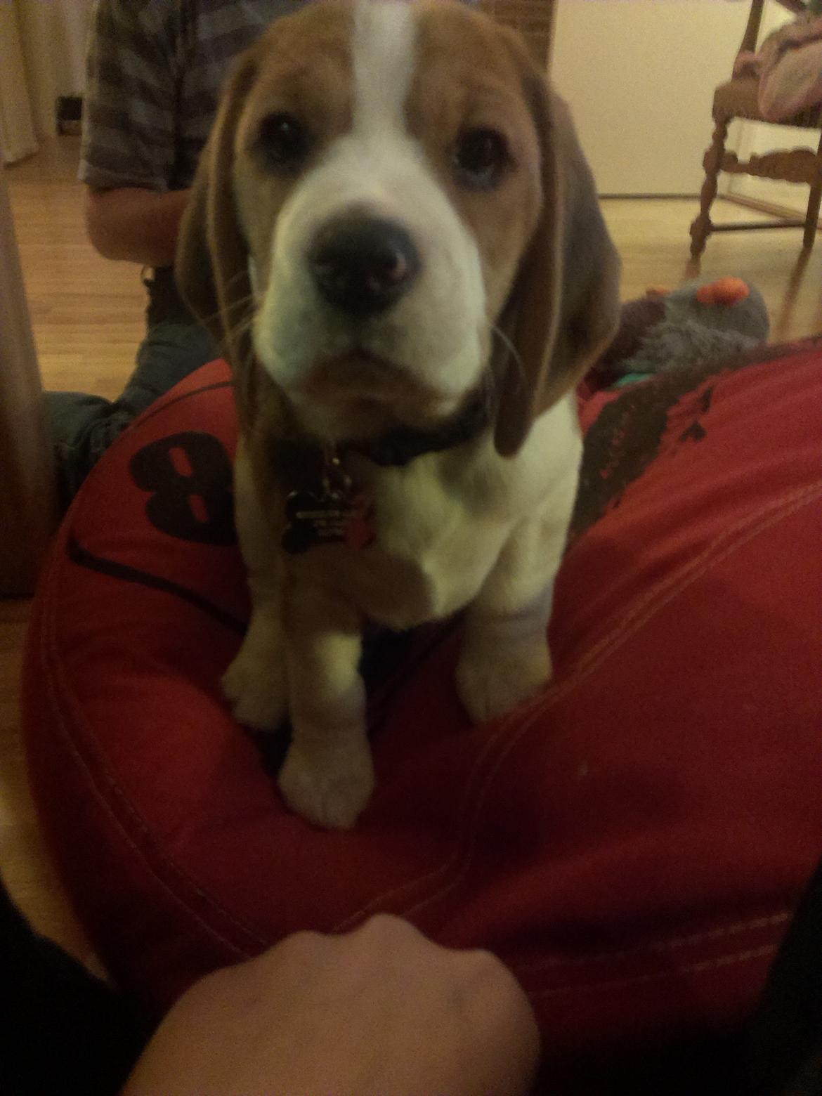 Beagle Molly billede 10