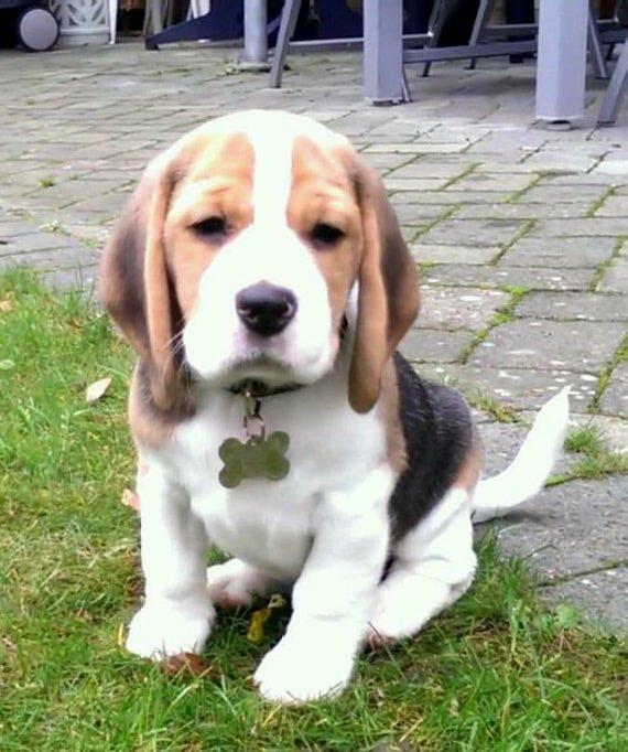 Beagle Molly billede 11