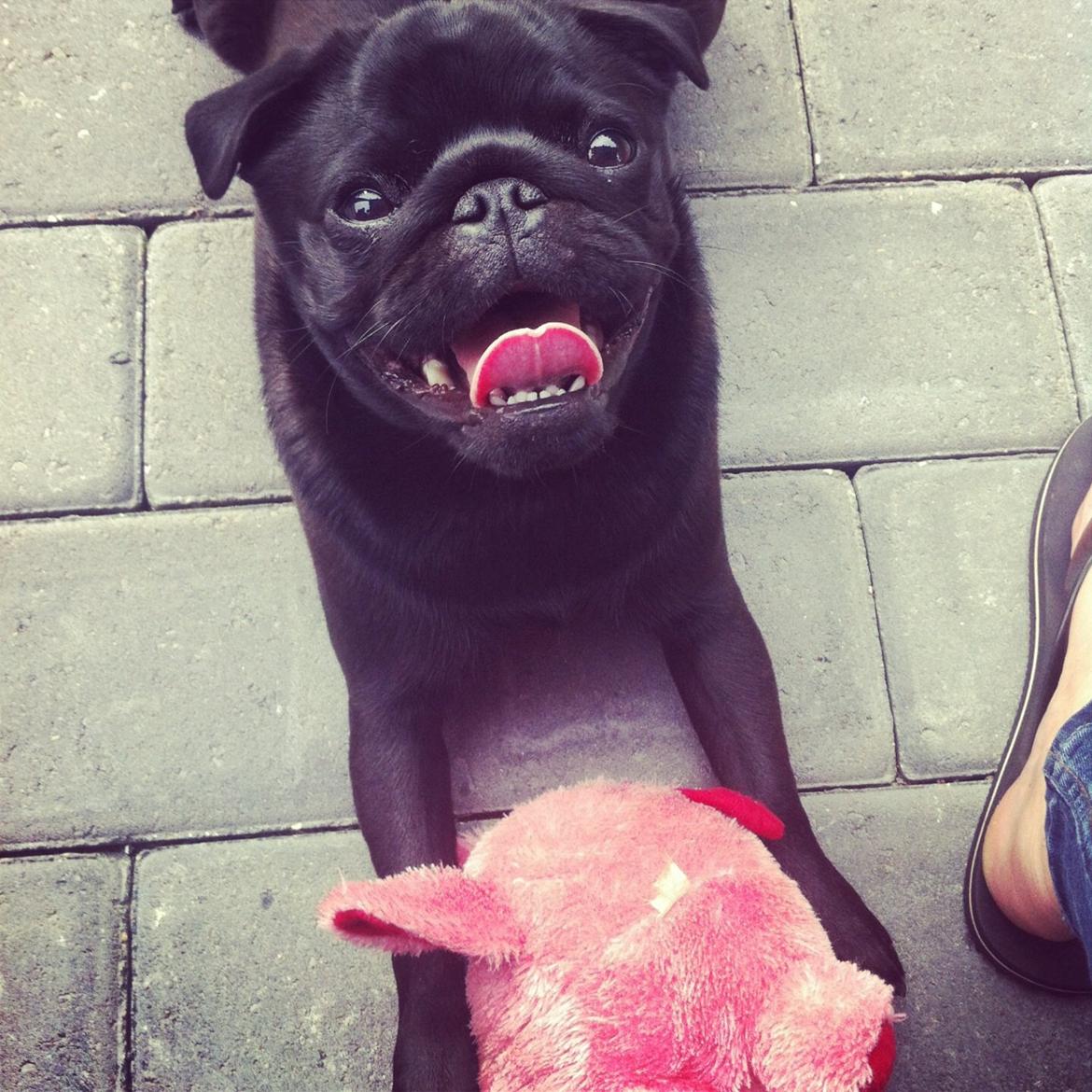 Mops Vera billede 20