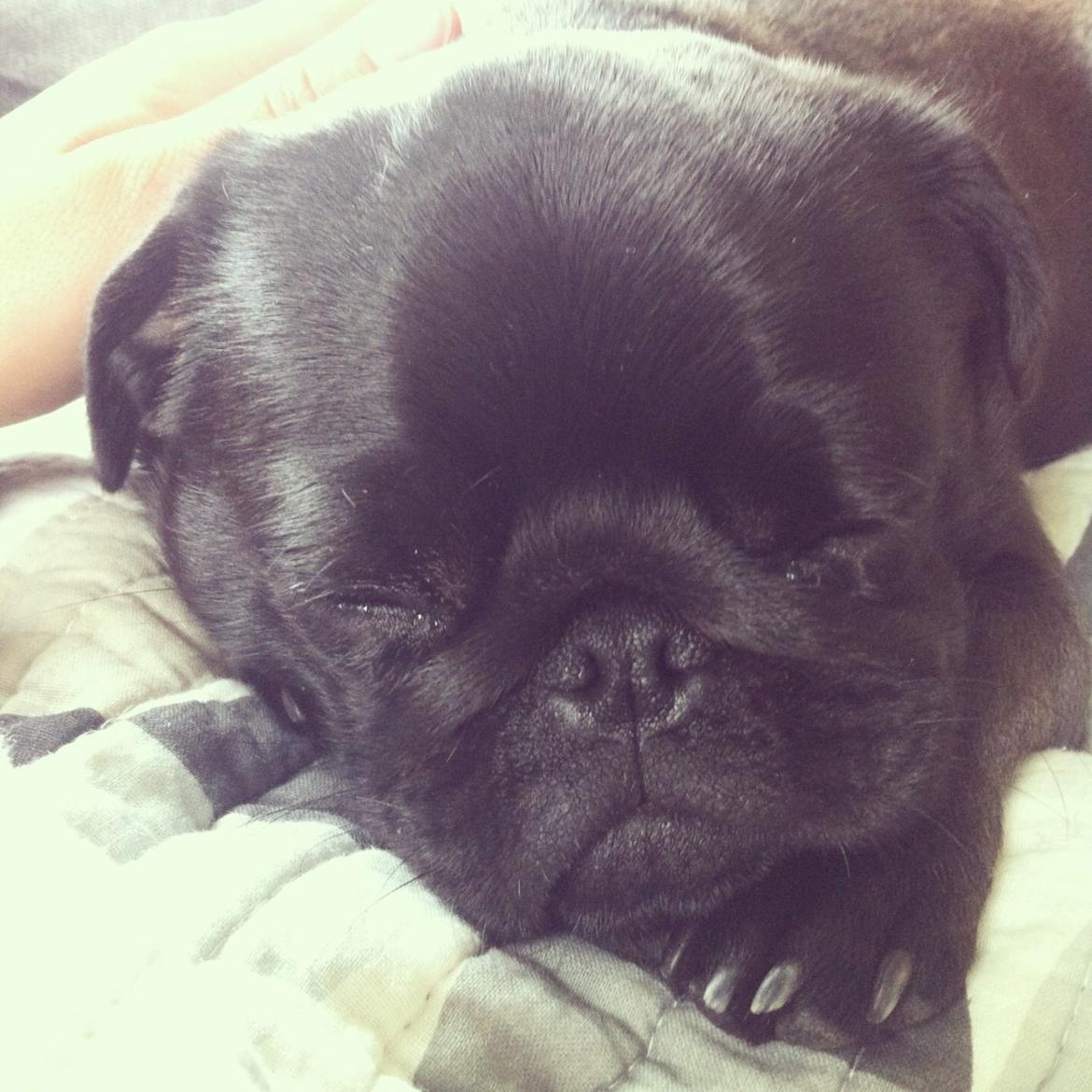 Mops Vera billede 21