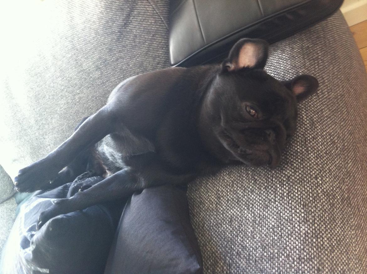 Mops Vera billede 22