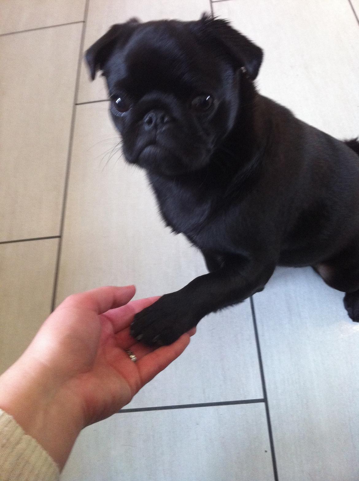 Mops Vera billede 23