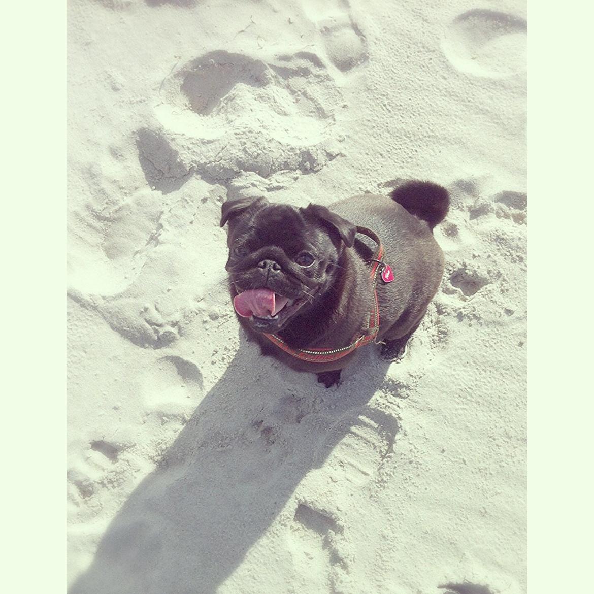 Mops Vera billede 24