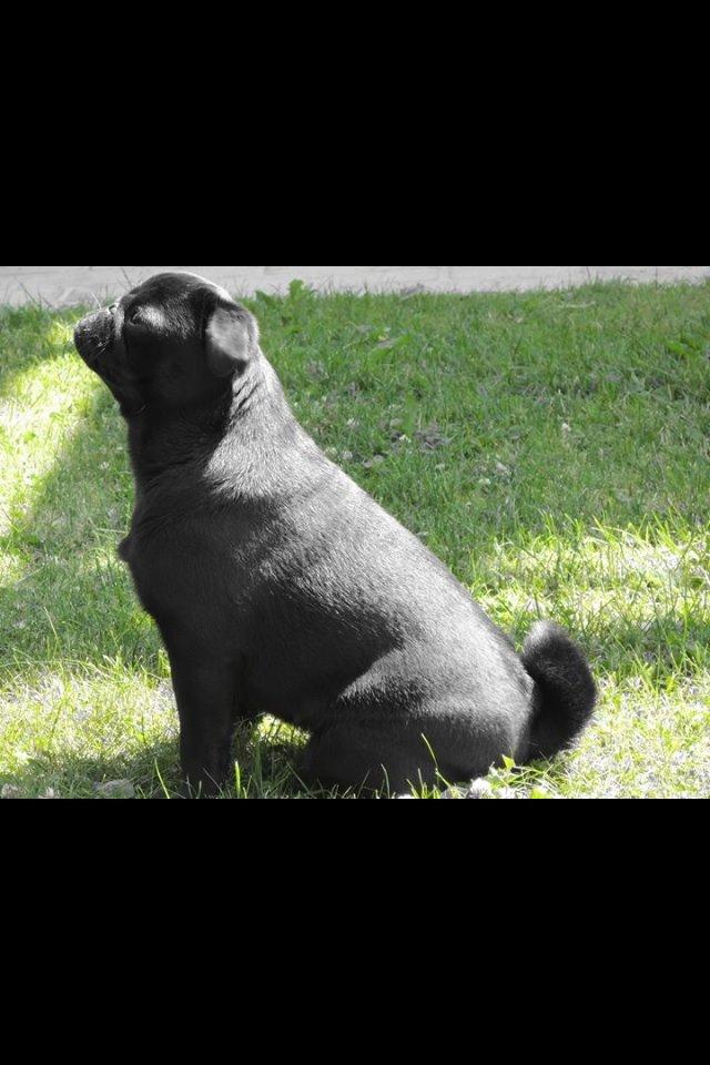 Mops Vera billede 25