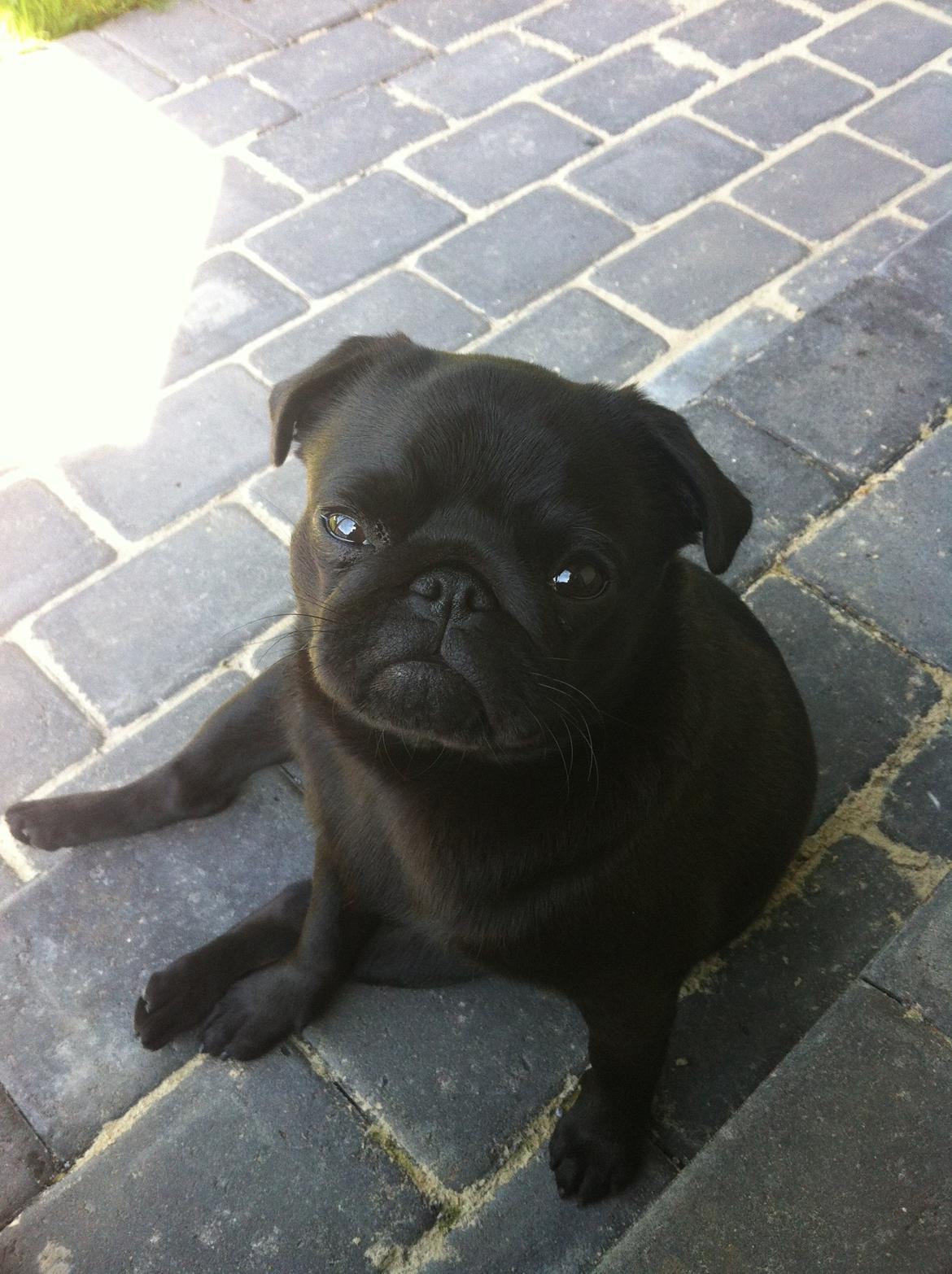 Mops Vera billede 26