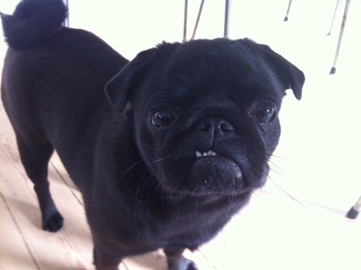 Mops Vera billede 27