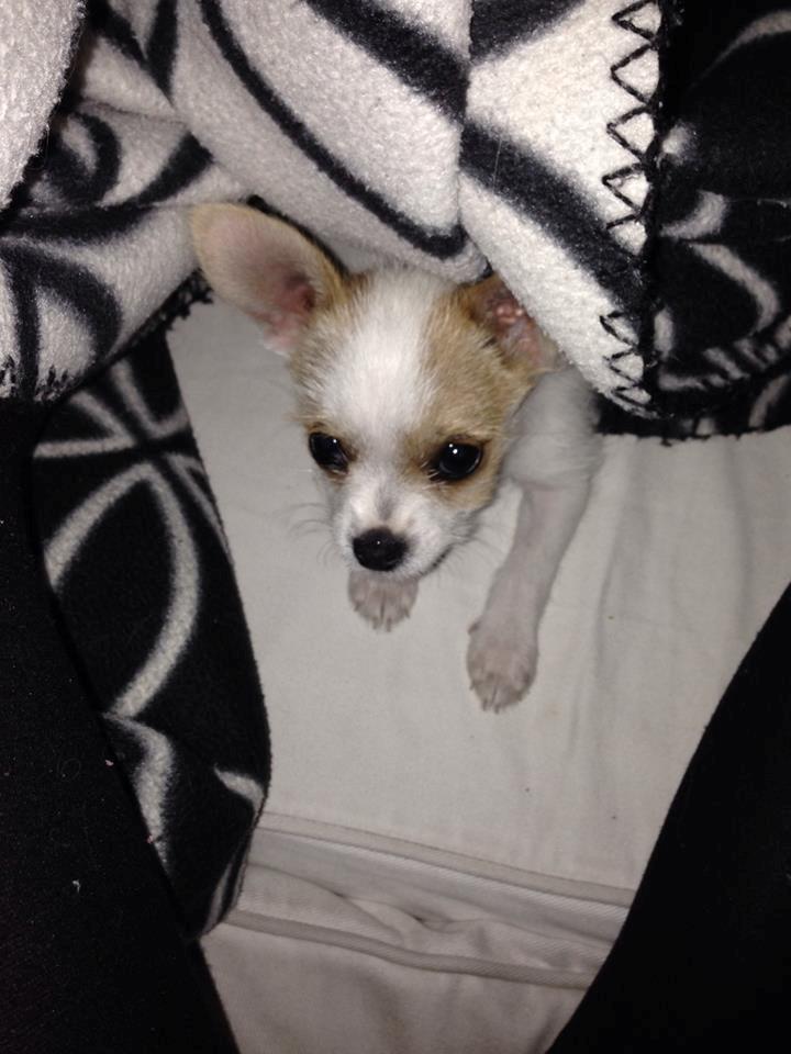 Blanding af racer Diva billede 17