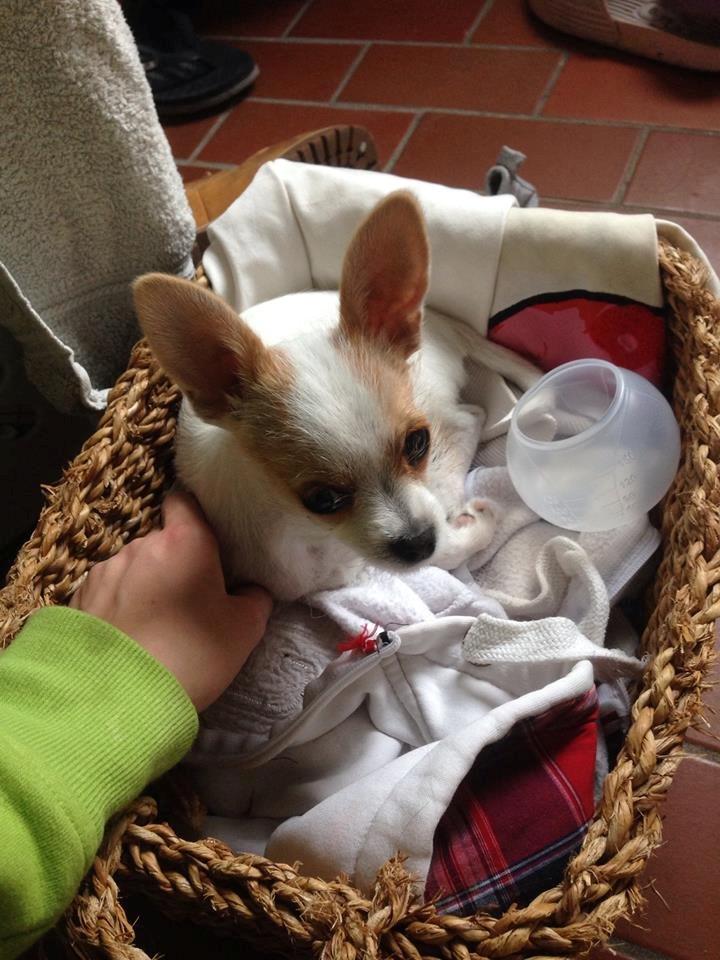 Blanding af racer Diva billede 18