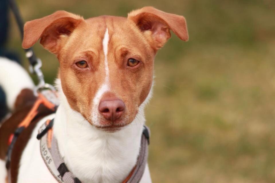 Dansk svensk gaardhund Simba billede 2
