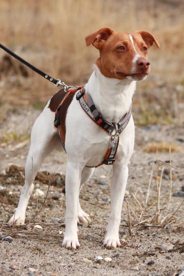 Dansk svensk gaardhund Simba billede 1
