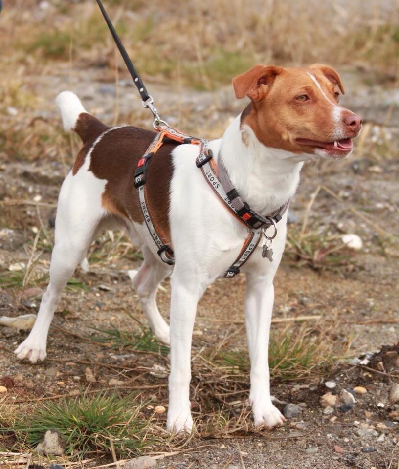 Dansk svensk gaardhund Simba billede 3