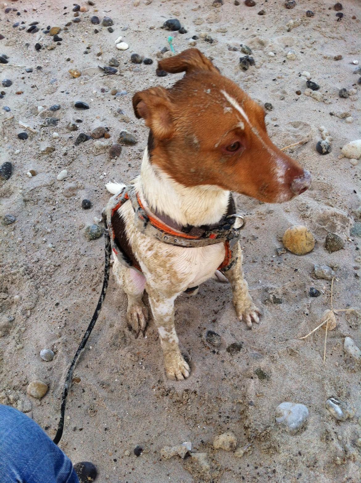 Dansk svensk gaardhund Simba billede 4