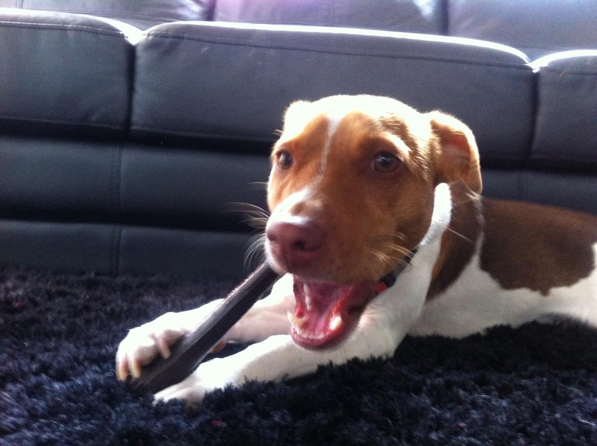 Dansk svensk gaardhund Simba billede 5