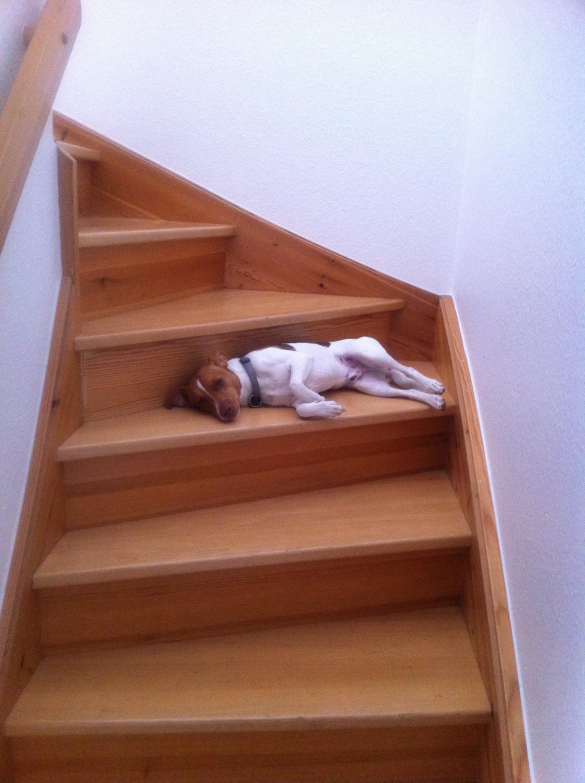 Dansk svensk gaardhund Simba billede 6