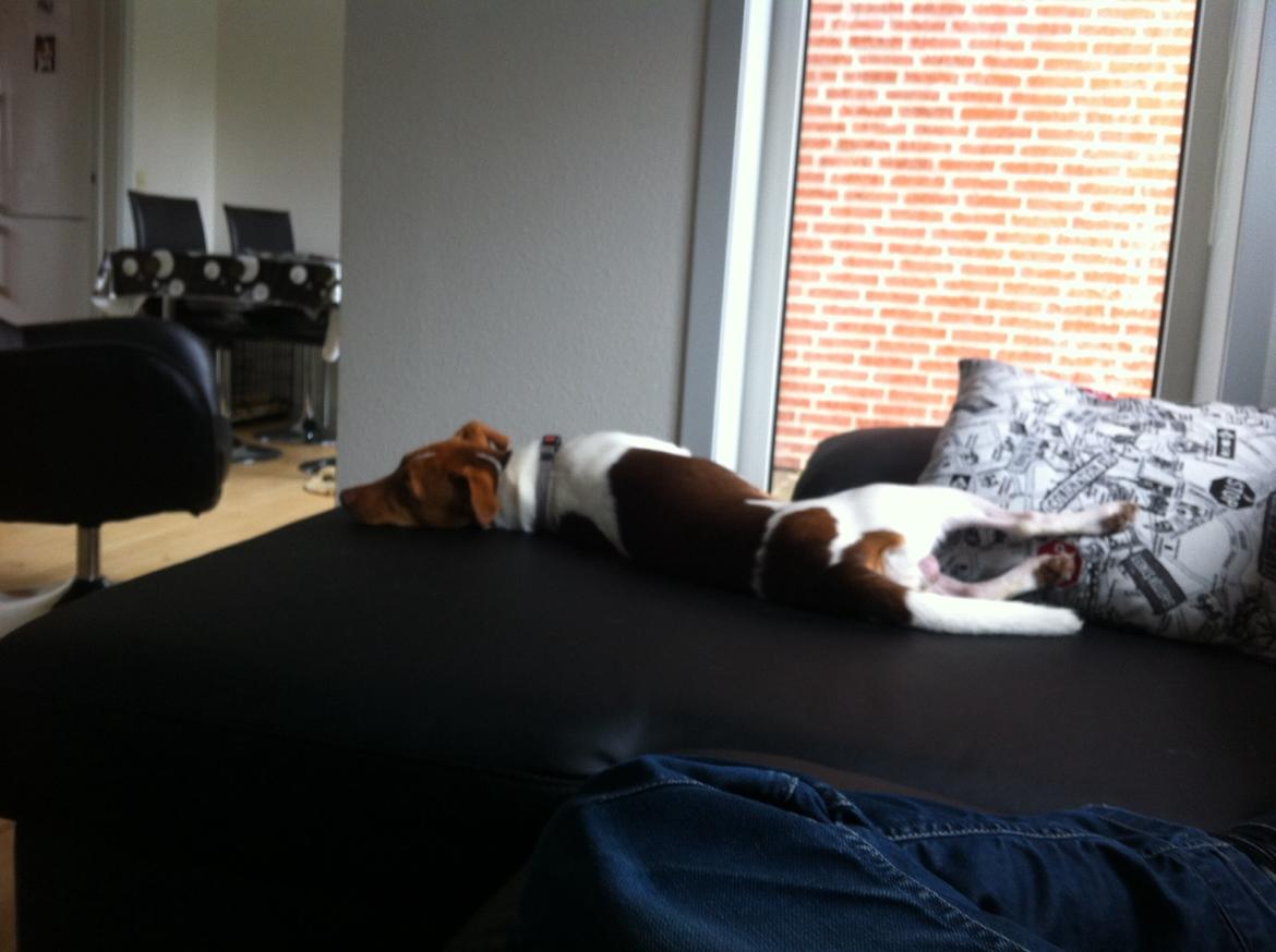 Dansk svensk gaardhund Simba billede 7