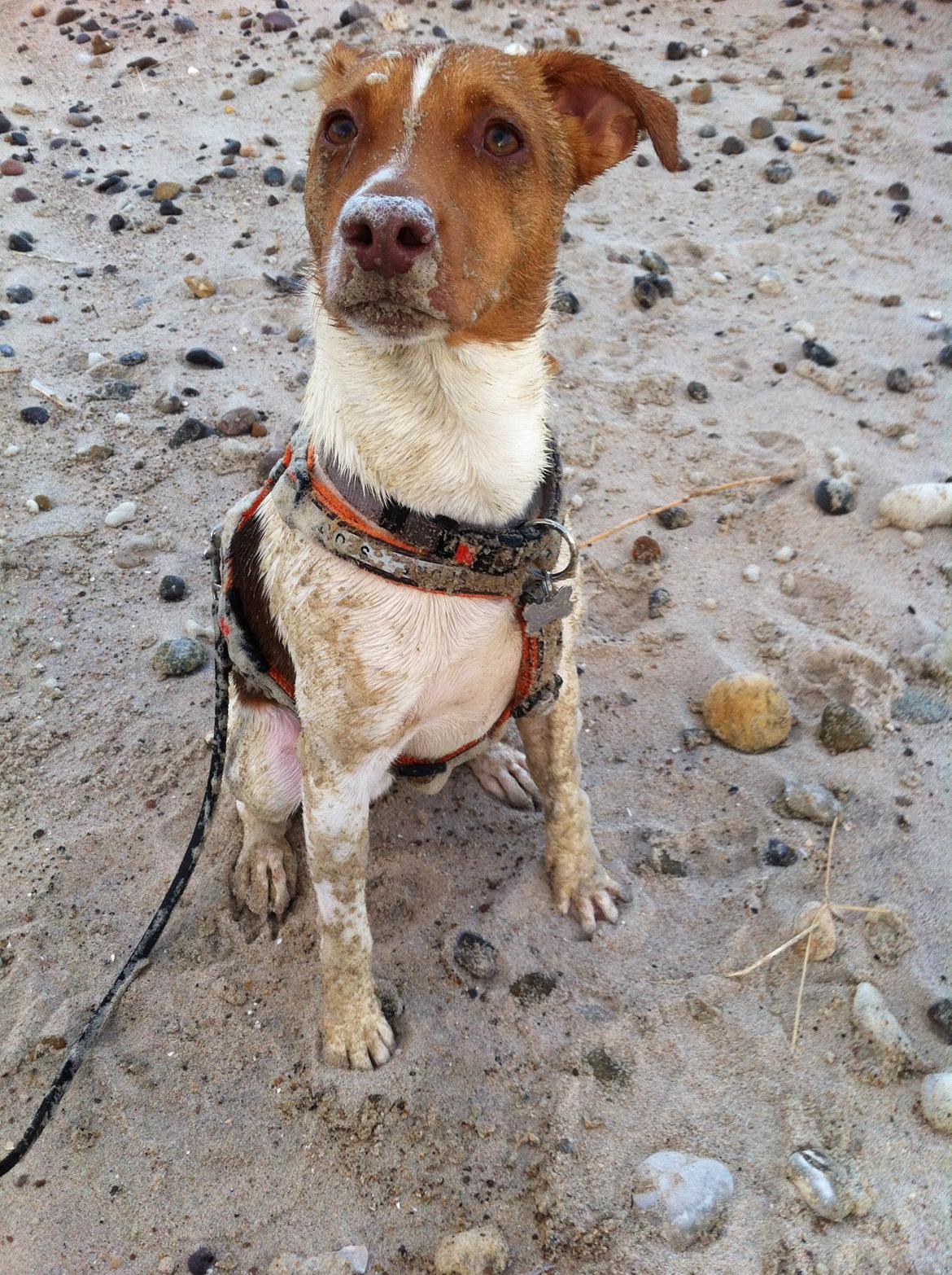 Dansk svensk gaardhund Simba billede 8