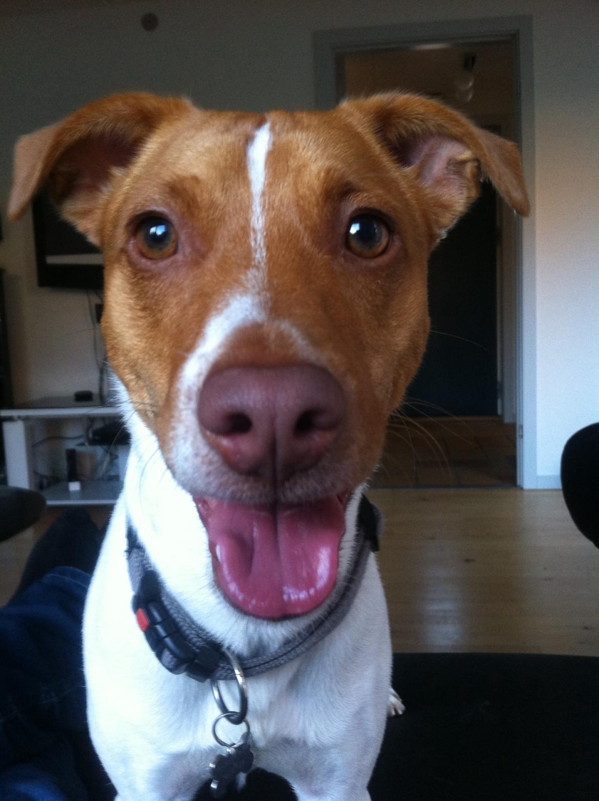 Dansk svensk gaardhund Simba billede 9