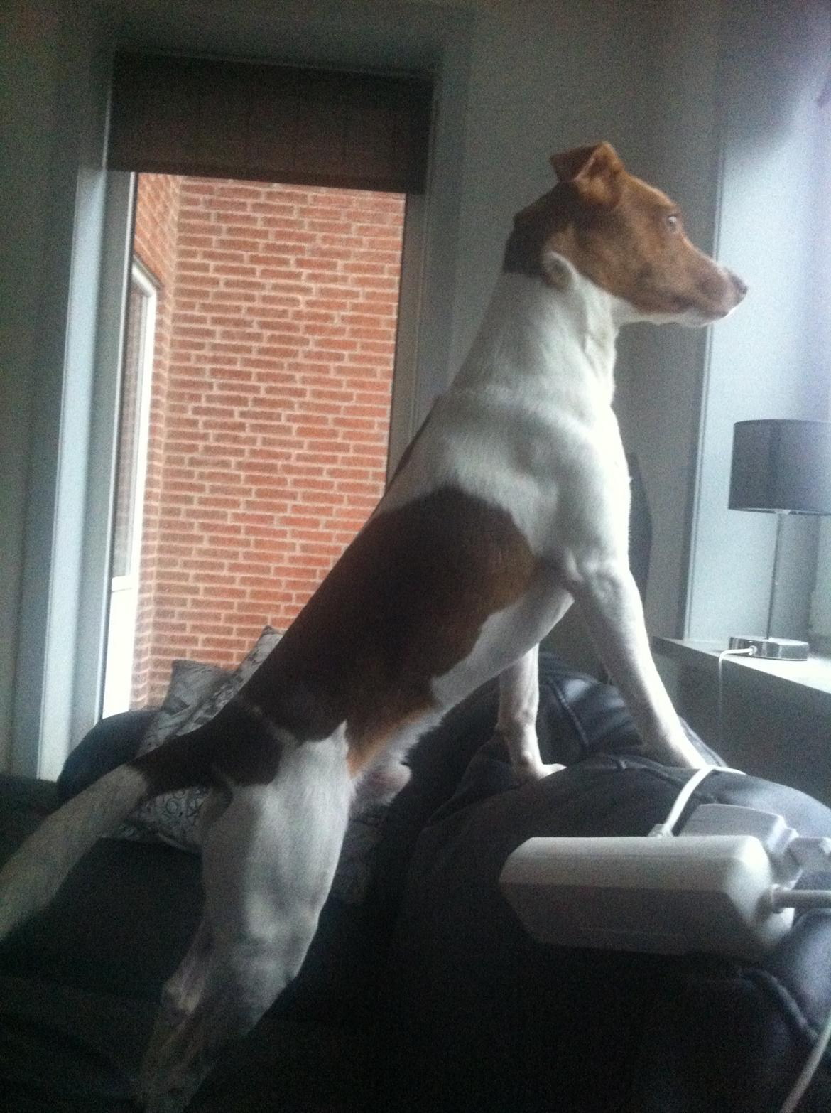 Dansk svensk gaardhund Simba billede 10