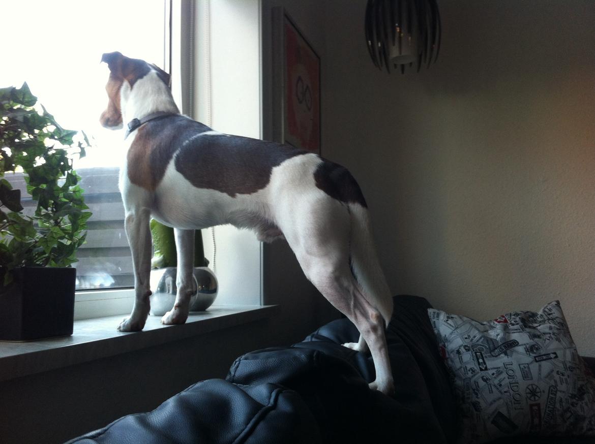 Dansk svensk gaardhund Simba billede 11