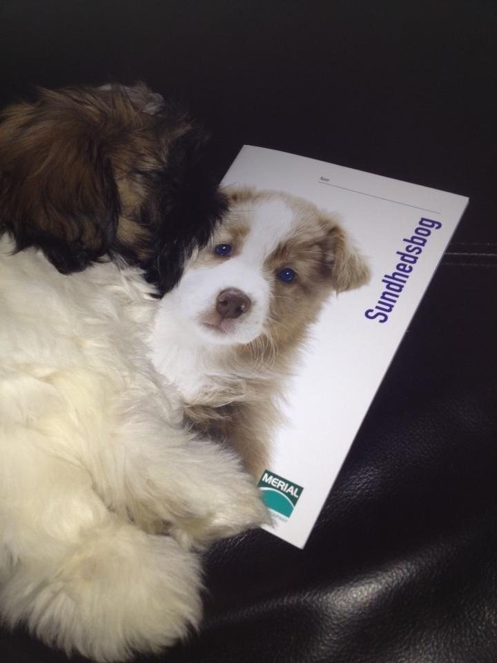 Shih tzu Liva billede 27