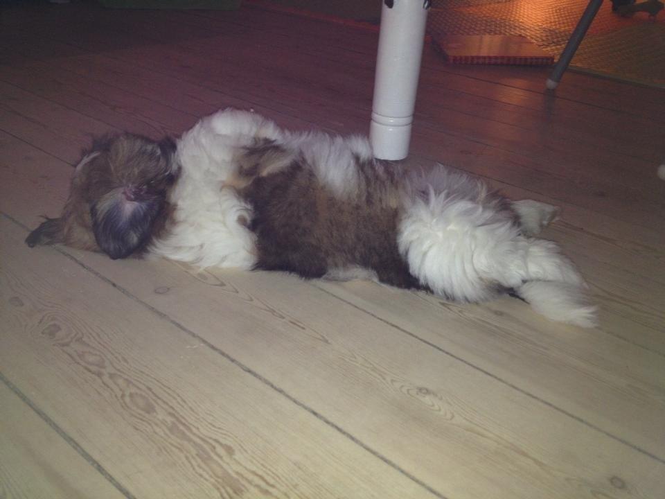 Shih tzu Liva billede 28