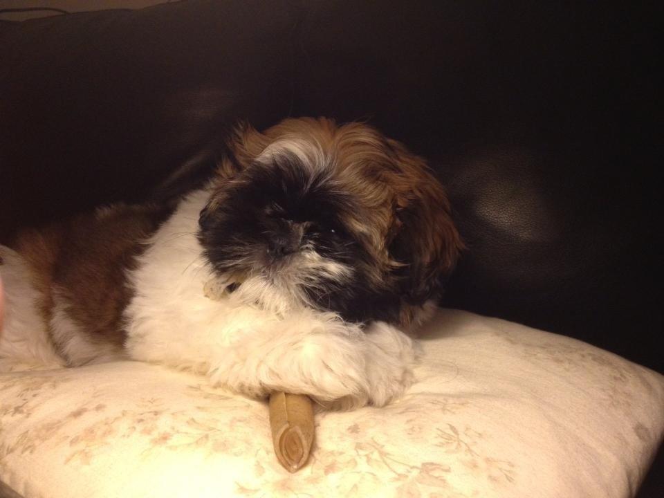 Shih tzu Liva billede 29