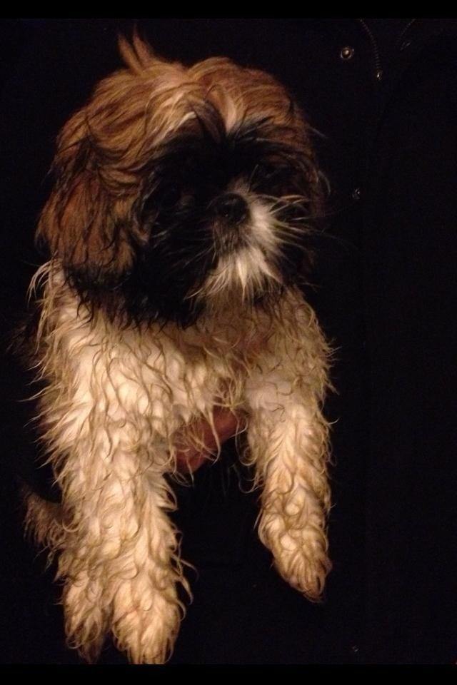 Shih tzu Liva billede 30