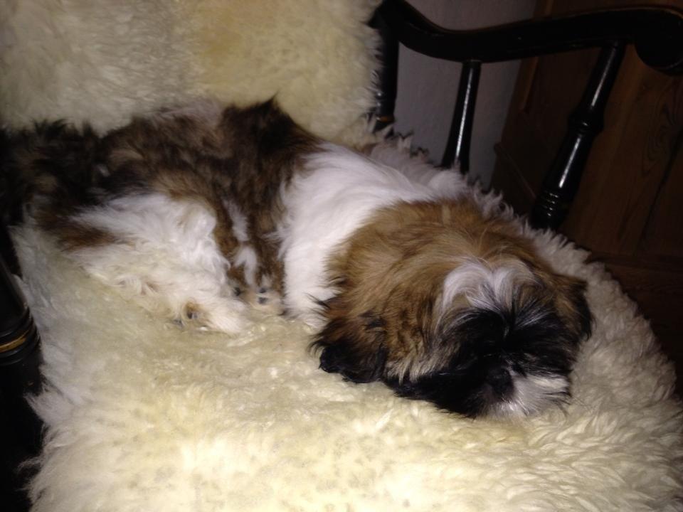 Shih tzu Liva billede 31