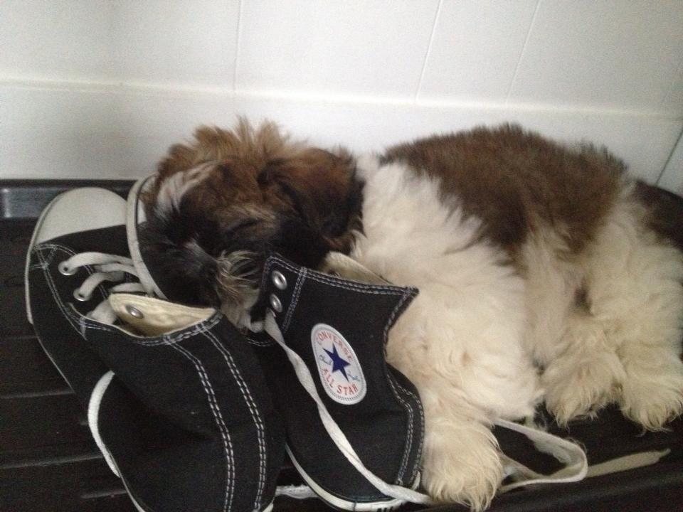 Shih tzu Liva billede 32
