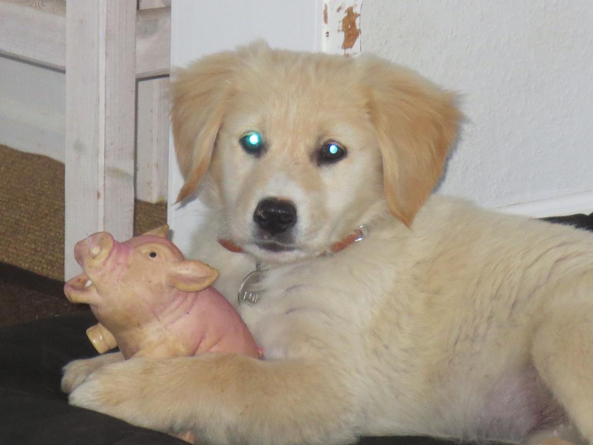 Blanding af racer Balder Himmelhund  billede 10