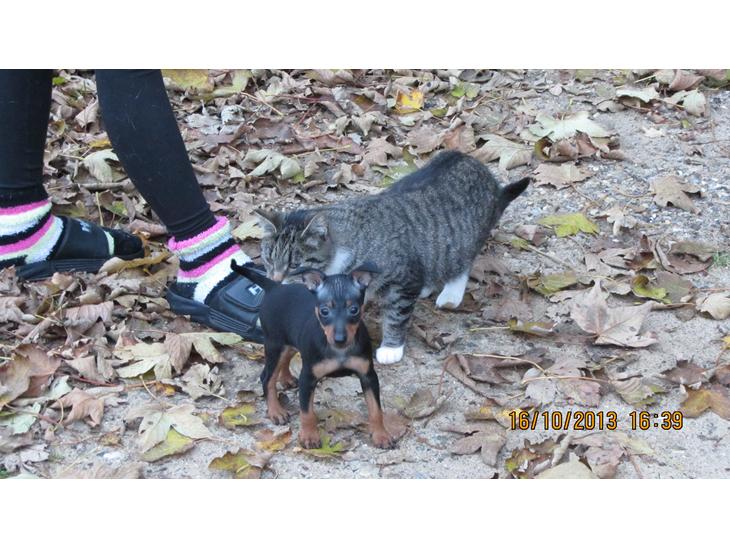 Dvaergpinscher Rødkildes Nyah billede 1