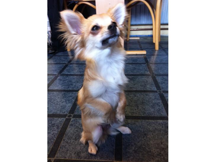 Chihuahua Gucci/Lutter - Lutter kan sidde frygteligt pænt, når der er mad i nærheden :)  billede 1