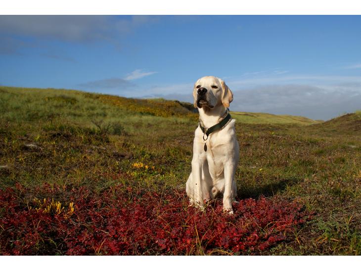 Labrador retriever Django*himmelhund* billede 1