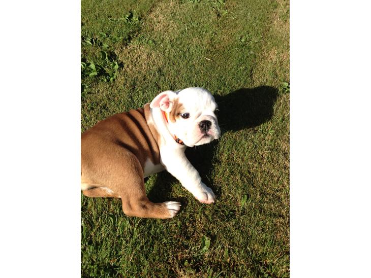 Engelsk bulldog Berta billede 1